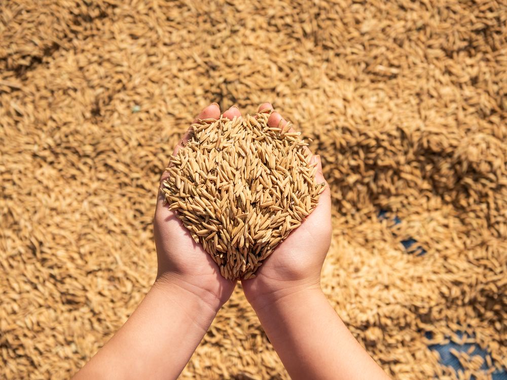 Freshly harvested grain held in cupped hands
